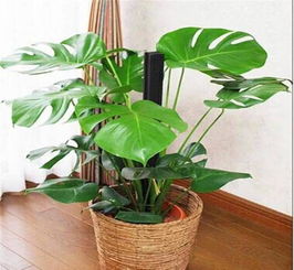 1. 香彩雀：紫色瀑布般的美丽