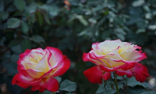 原因四：病虫害