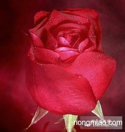 月季花的品种与特点