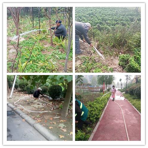 晋中市城区绿化带苗木清洗大行动