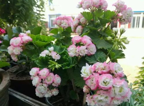 天竺葵喜欢充足的阳光