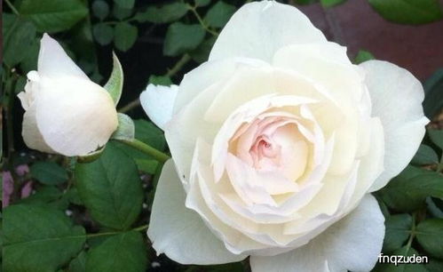 月季苗弱半死不活，快来学学如何拯救吧！