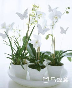 哪些植物的花可依平安食用？餐桌上的鲜花平安指南揭秘！