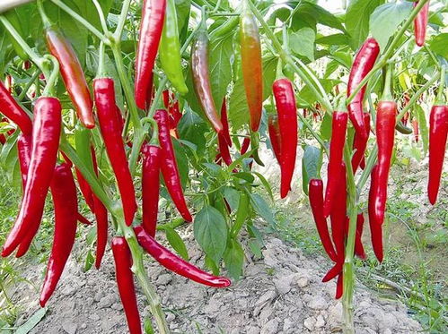 辣椒整棵死亡的原因分析