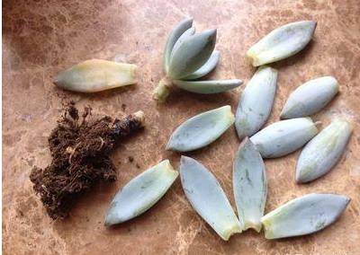 白鹤芋烂根是常见问题，需及时处理和预防