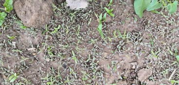 香菜除草剂大揭秘，kan这里你就懂了！