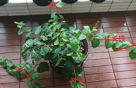米兰打顶法：一种园艺技术