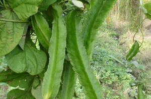 大刀豆在什么时间种植最适宜？采用什么种植方法效果最好