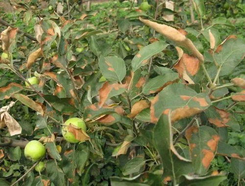 石硫合剂：小心“烧”了嫩叶