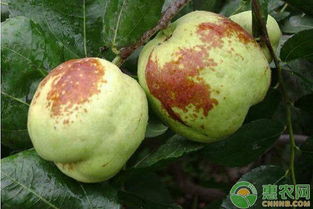 冬枣树防虫用药误区：过度依赖农药