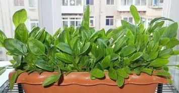 第二周：诈尸期