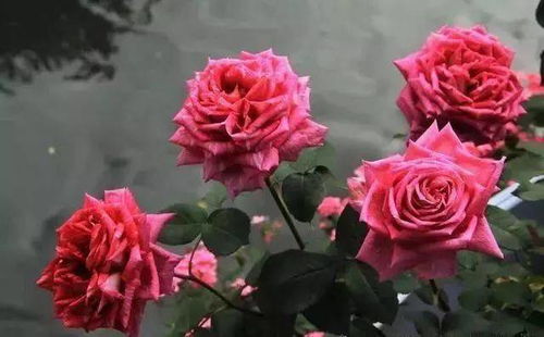 情感色彩的小故事