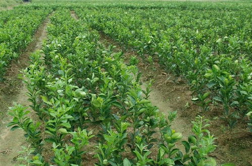 赣县茶油树基地推荐：最适合刚种的茶油苗肥料！