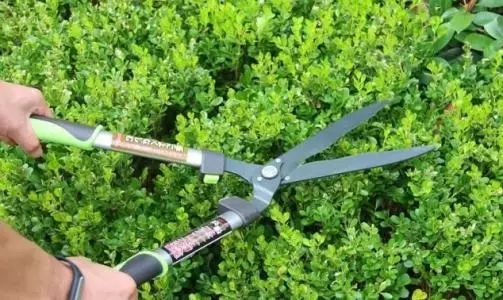 花灌木修剪，怎么根据品种和生长阶段来搞？