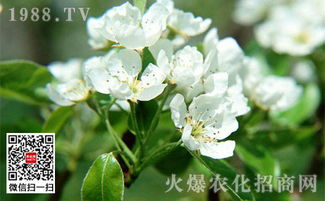 姜花种植， 就是那么简单