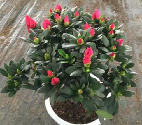 杜鹃花盆栽如何养护才能使其花开得更加艳丽