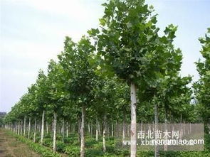苗木价格，你懂吗？