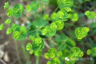 乙草胺：白菜种植者的双刃剑
