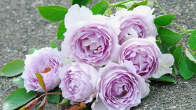 月季花的美，你真的懂了吗？