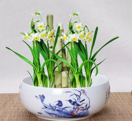 光照与温度：花期延长的关键