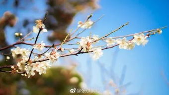 北方的梅花种植要点