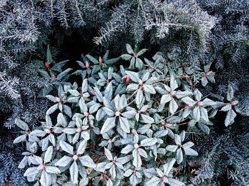 十月寒风中，哪些植物还嫩翩翩起舞？