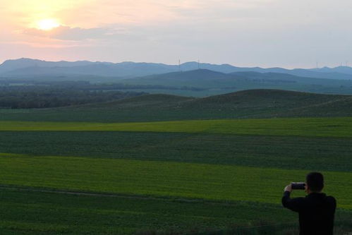 百慕大群岛草：阳光下的绿洲