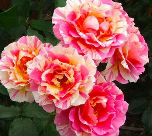 法国莫奈月季的缤纷魅力