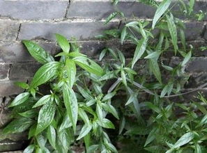 穿心莲总养不活怎么办？家庭种植有哪些必知要点