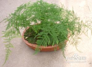 文竹怎么养才能快速抽出新芽？有哪些正确的养护方法可以参考