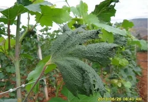 果树农药使用， 小心这些“陷阱”