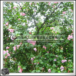 木槿的胸径之谜：揭秘成熟种植的关键