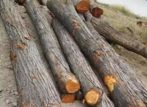 木头也嫩治病？这些木材竟然是宝贝！