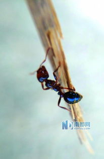 金龟子到底有多可怕？