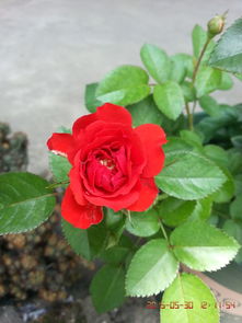 奇卡门廊月季：那迷人的花香与花期