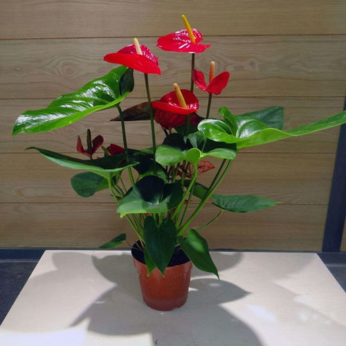 红掌冬天枯萎，如何挽救