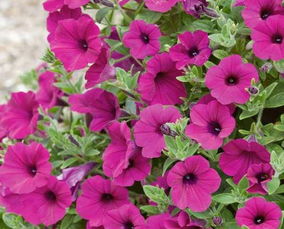 种子要选好， 土壤要适中