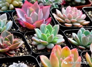 多肉植物营养土怎么配？成分比例有讲究吗
