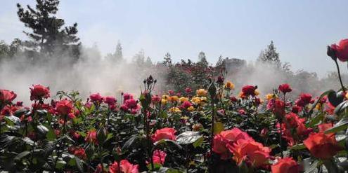 月季的根在哪里？