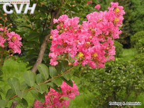 庭院种植花卉与山上种植的树和花的不同之处