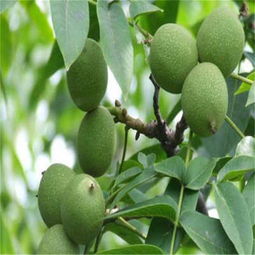 「茶油苗」3-5公分胸径油茶绿化移栽，如何提高成活率？