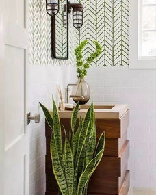 geng多耐阴植物， 让你家角落焕发生机