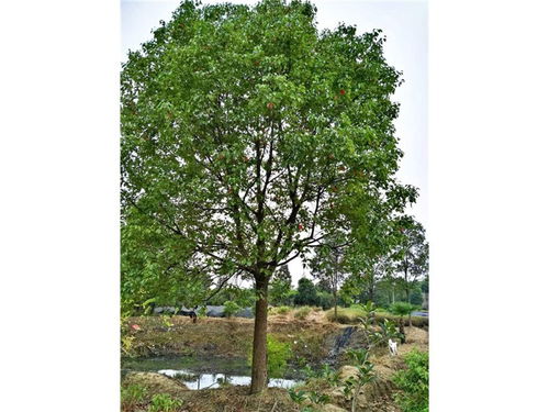 销售渠道的玄机