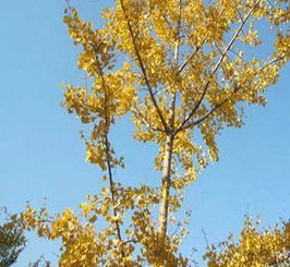 河南地区的稀有树种有哪些呢？