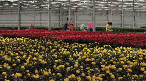 藤花卉的种类与特点