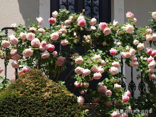 淘米水、茶水，月季的保健品