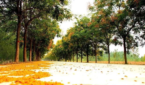 杨树：河北的绿植明星