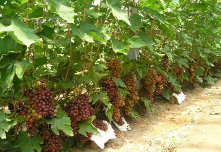 金花茶移栽和葡萄苗种植方法有哪些不同之处？