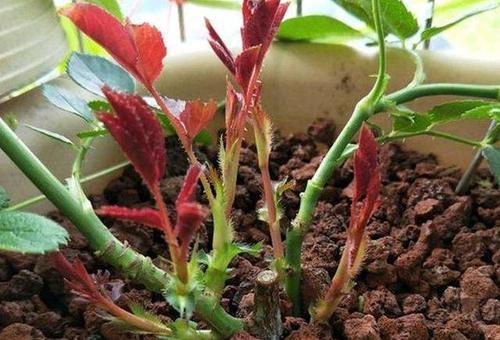 荷兰子公司专利文件曝光