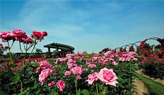 月季花海，浪漫无限